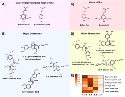 Modification of plant cell walls with hydroxycinnamic acids by BAHD acyltransferases